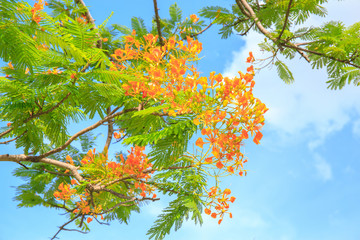 Cassia fistula flower or delonix regia with blue sky cloud on the background.

Image ID:444401