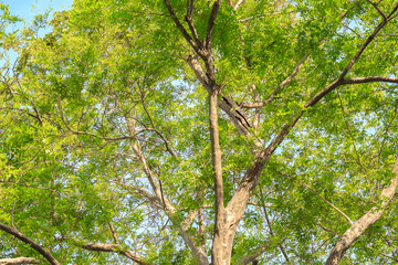 Big tree branch and green leaf in forest or public park.