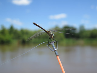 Dragonfly posing over fishing road with river background