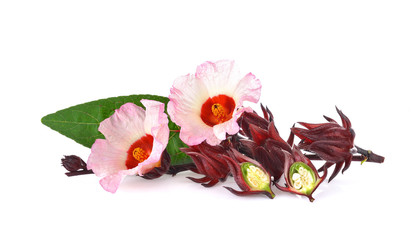 Hibiscus sabdariffa or roselle flower