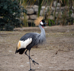Grey Crowned Crane Walking/Walking grey crowned crane