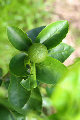 Young  green of Tahiti lime citrus fruit on tree.