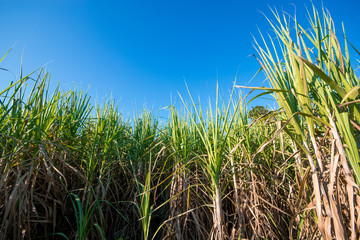 Sugar cane field with blue sky nature background.