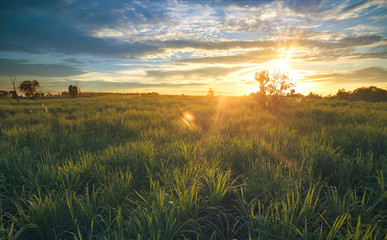 view from drone Sugar cane field with sunset sky nature landscap