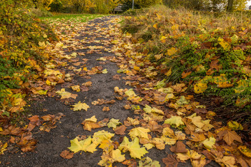 Naklejka na ściany i meble Maple foliage on the asphalt path in the park