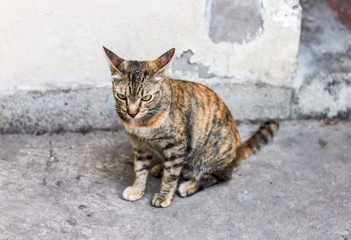 Cat sitting on the street.