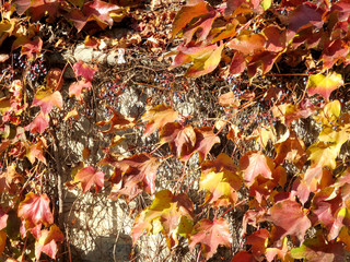  Toronto University Hart House red leaves 2016