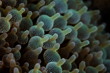 Bulbed Anemone Tentacles on Reef