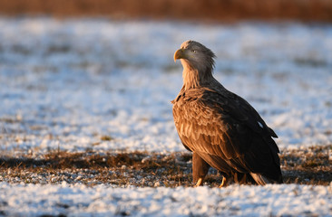 White tailed Eagle (Haliaeetus albicilla)