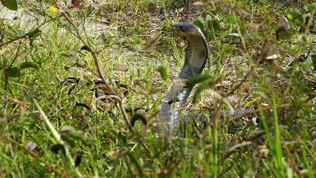 Cobra snake in natural habitats