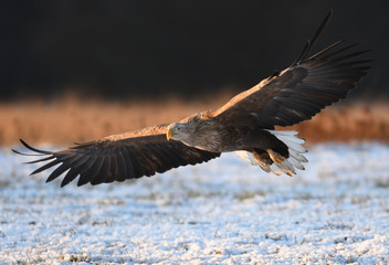 White tailed Eagle (Haliaeetus albicilla)