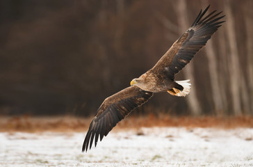 White tailed Eagle (Haliaeetus albicilla)