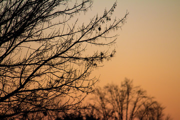 Fototapeta premium Tree silhouette at dawn