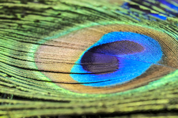 Fototapeta premium peacock feather closeup