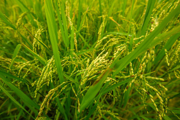 Rice field closeup with shallow depth of field.