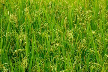 Rice field landscape.