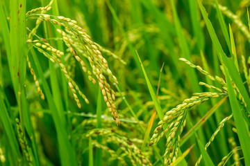 Rice field closeup with shallow depth of field.
