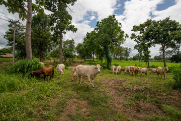 Obraz premium Cows grazing on a green field.