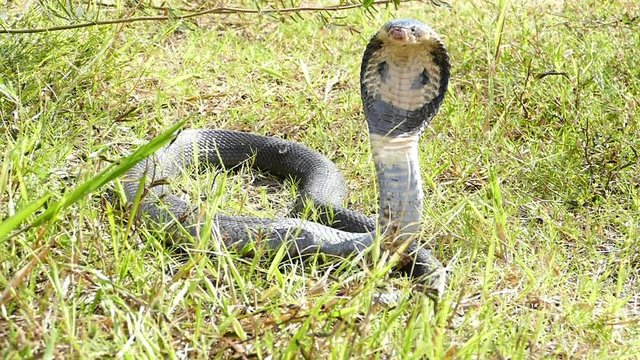 Cobra snake in natural habitats