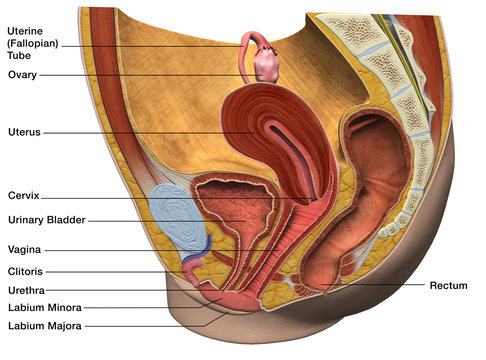 Female Reproductive System Labeled Sagittal Section