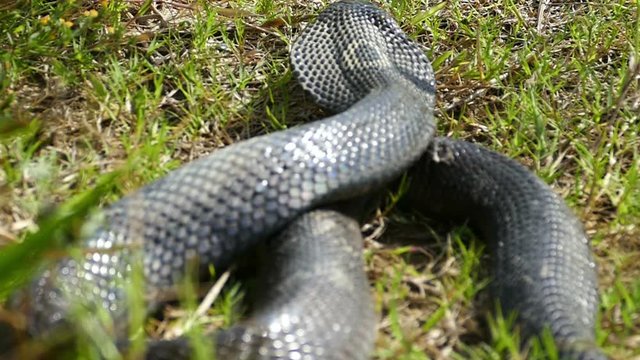 Cobra snake in natural habitats