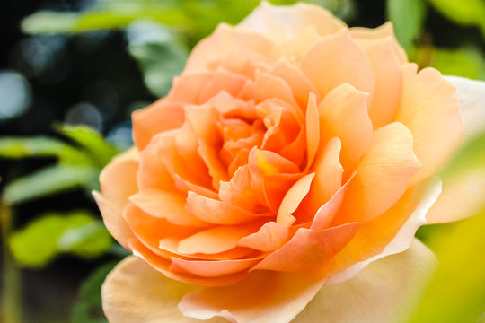 Peach Rose