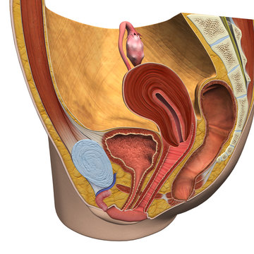Female Reproductive System Sagittal View