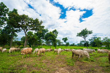 Obraz premium Cows grazing on a green field.