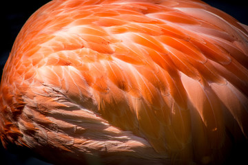 Fototapeta premium Flamingo Feathers