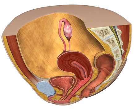 Female Reproductive System Sagittal Section Above