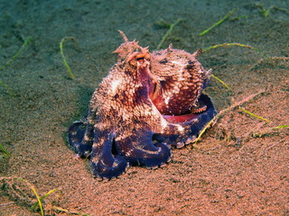 Octopus