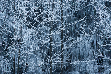 Frozen trees