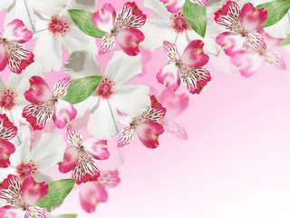 Beautiful floral pattern of pink alstroemeria and white hibiscus 