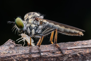 Super macro robber fly with prey