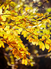 Bright autumn leaves, fall trees