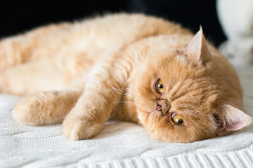 Cute persian cat laying on bed looking into camera - Powered by Adobe