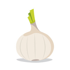 Garlic flat style. Isolated object. Vegetable from the garden. Organic food. Vector illustration.
