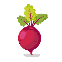 Fresh beet with leaf. Vector illustration. Isolated white background. Natural Root. Vegetable Ingredient for food
