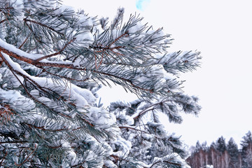  forest in the frost. Winter landscape. Snow covered trees.