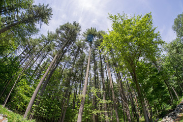 Fototapeta premium trees