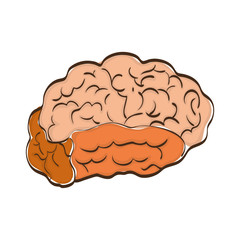Human brain mind icon vector illustration graphic design