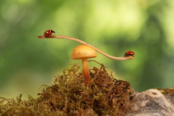 Naklejka premium closeup ladybugs swinging on the branch on the mushroom on green leaves background