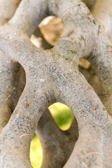Beautiful gray wicker trunk, background, texture