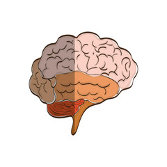 Human brain mind icon vector illustration graphic design