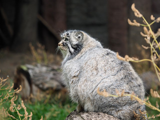 Manul is a predatory mammal of the cat family