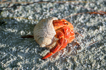 Hermit crab, Polynesia