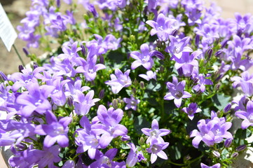 Obraz na płótnie Canvas Violet Colored Flowers