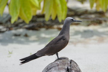Brown Noddy, bird, Polynesia, Tetiaroa island 
