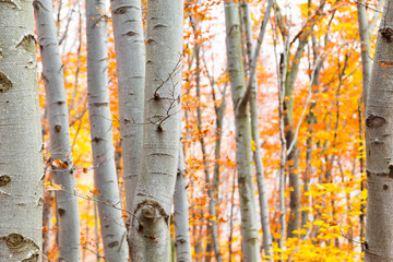 Birch forest in autumn with vibrant yellow leaves