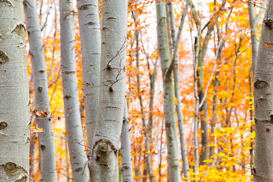 Fototapeta Birch forest in autumn with vibrant yellow leaves